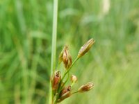 Juncus filiformis 7, Draadrus, Saxifraga-Rutger Barendse