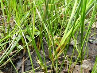 Juncus filiformis 8, Draadrus, Saxifraga-Rutger Barendse