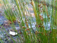 Juncus filiformis 9, Draadrus, Saxifraga-Rutger Barendse