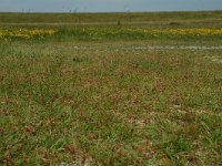 Juncus gerardii 1, Zilte rus, Saxifraga-Willem van Kruijsbergen