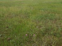 Juncus gerardii 10, Zilte rus, Saxifraga-Hans Boll