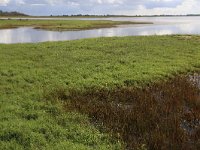 Juncus gerardii 11, Zilte rus, Saxifraga-Hans Boll