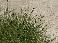 Juncus gerardii 17, Zilte rus, Saxifraga-Willem van Kruijsbergen