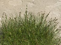 Juncus gerardii 18, Zilte rus, Saxifraga-Willem van Kruijsbergen