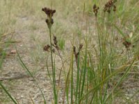 Juncus gerardii 4, Zilte rus, Saxifraga-Rutger Barendse