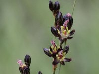 Juncus gerardii 5, Zilte rus, Saxifraga- Peter Meininger