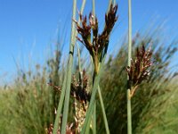 Juncus inflexus 10, Zeegroene rus, Saxifraga-Ed Stikvoort