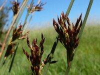 Juncus inflexus 6, Zeegroene rus, Saxifraga-Ed Stikvoort