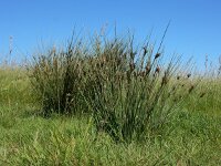 Juncus inflexus 7, Zeegroene rus, Saxifraga-Ed Stikvoort