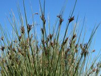 Juncus inflexus 8, Zeegroene rus Saxifraga-Ed Stikvoort