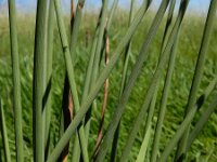 Juncus inflexus 9, Zeegroene rus, Saxifraga-Ed Stikvoort