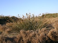 Juncus maritimus 1, Zeerus, Saxifraga-Dirk Hilbers