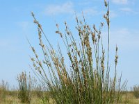 Juncus maritimus 10, Zeerus, Saxifraga-Ed Stikvoort