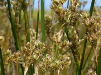 Juncus maritimus 11, Zeerus, Saxifraga-Ed Stikvoort