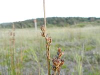 Juncus maritimus 12, Zeerus, Saxifraga-Rutger Barendse