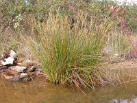 Juncus maritimus 2, Zeerus, Saxifraga-Iztok Skornik