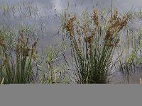 Juncus maritimus 3, Zeerus, Saxifraga-Peter Meininger