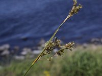 Juncus maritimus 4, Zeerus, Saxifraga-Peter Meininger