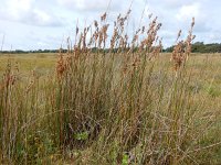 Juncus maritimus 5, Zeerus, Saxifraga-Peter Meiningerr