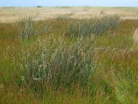 Juncus maritimus 6, Zeerus, Saxifraga-Ed Stikvoort