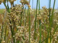 Juncus maritimus 7, Zeerus, Saxifraga-Ed Stikvoort