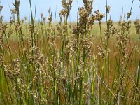 Juncus maritimus 8, Zeerus, Saxifraga-Ed Stikvoort