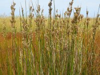 Juncus maritimus 9, Zeerus, Saxifraga-Ed Stikvoort