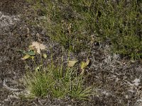 Juncus squarrosus 8, Trekrus, Saxifraga-Willem van Kruijsbergen