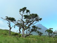 Juniperus brevifolia