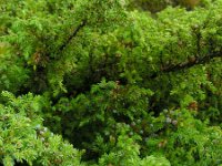 Juniperus brevifolia 4, Saxifraga-Ed Stikvoort