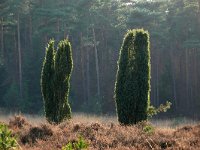 Juniperus communis 100, Jeneverbes, Saxifraga-Tom Heijnen