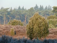 Juniperus communis 101, Jeneverbes, Saxifraga-Tom Heijnen