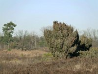 Juniperus communis 102, Jeneverbes, Saxifraga-Tom Heijnen