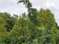 Juniperus communis 103, Jeneverbes, Saxifraga-Tom Heijnen