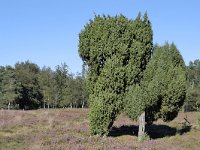 Juniperus communis 107, Jeneverbes, Saxifraga-Tom Heijnen