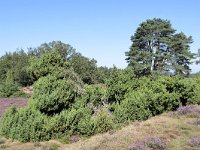 Juniperus communis 109, Jeneverbes, Saxifraga-Tom Heijnen