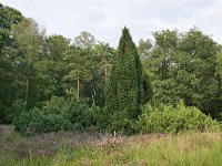 Juniperus communis 110, Jeneverbes, Saxifraga-Tom Heijnen