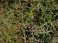 Juniperus oxycedrus 33, Saxifraga-Ed Stikvoort : bij Polop