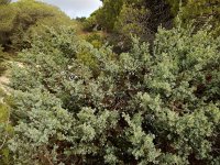 Juniperus oxycedrus ssp macrocarpa 27, Saxifraga-Ed Stikvoort