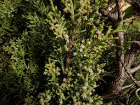 Juniperus phoenicea ssp turbinata 32, Saxifraga-Ed Stikvoort