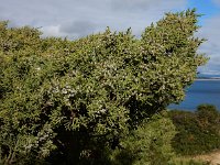 Juniperus phoenicea ssp turbinata 33, Saxifraga-Ed Stikvoort