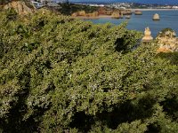 Juniperus phoenicea ssp turbinata 34, Saxifraga-Ed Stikvoort