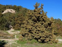 Juniperus phoenicea 29, Saxifraga-Ed Stikvoort