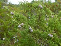 Juniperus phoenicea 30, Saxifraga-Ed Stikvoort