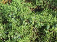 Juniperus phoenicea 6, Saxifraga-Jasenka Topic