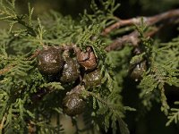 Juniperus phoenicea 9, Saxifraga-Willem van Kruijsbergen