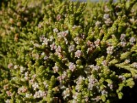 Juniperus phoenicea ssp turbinata 35, Saxifraga-Ed Stikvoort