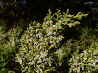 Juniperus phoenicea ssp turbinata 36, Saxifraga-Ed Stikvoort