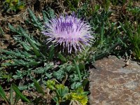 Jurinea moschus 2, Saxifraga-Ed Stikvoort