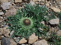 Jurinea moschus 3, Saxifraga-Ed Stikvoort